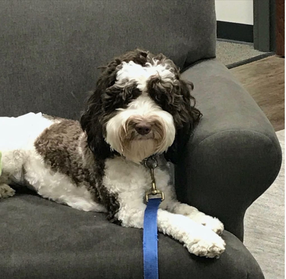 Australian Labradoodles in Trussville AL Magic City Doodles